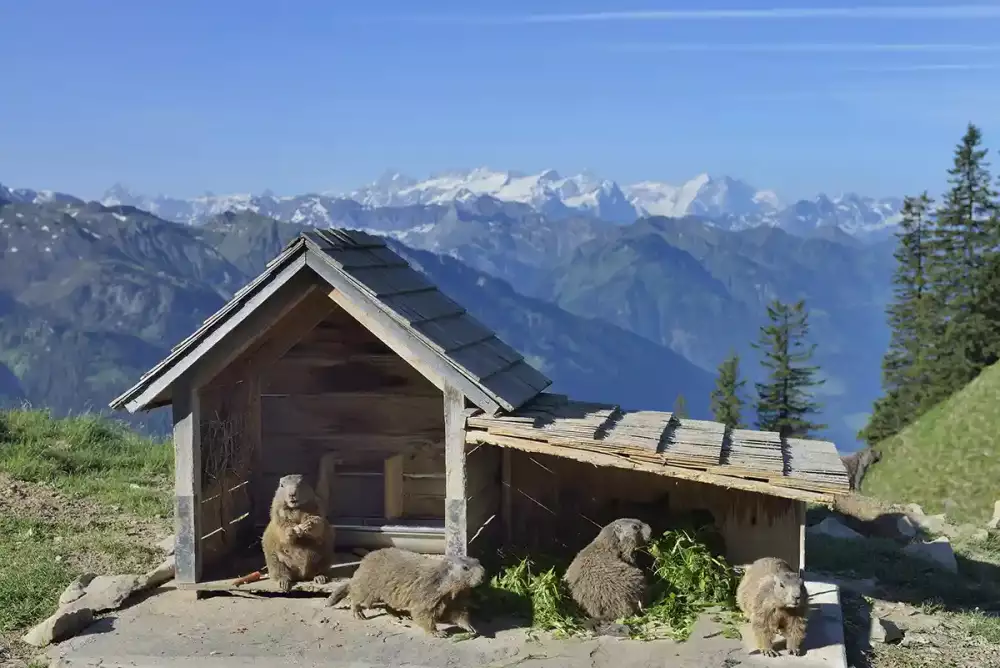 stanserhorn muiggae